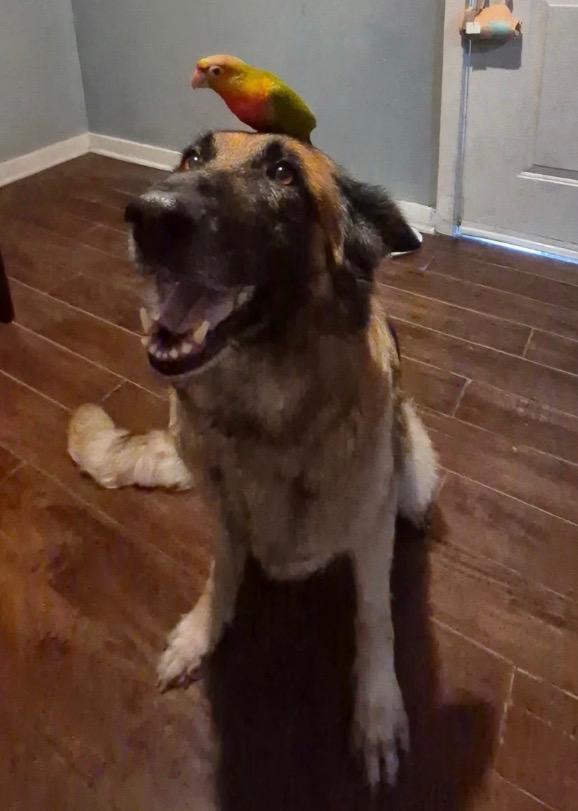Enlarge Georgia Faithpippen, a Adoptable German Shepherd Dog in Long Beach, CA image 4/4