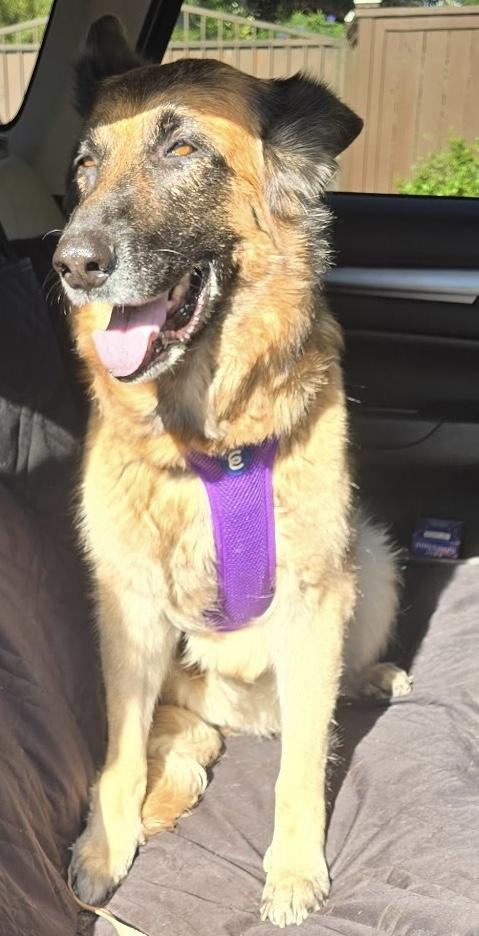 Enlarge Georgia Faithpippen, a Adoptable German Shepherd Dog in Long Beach, CA image 3/4