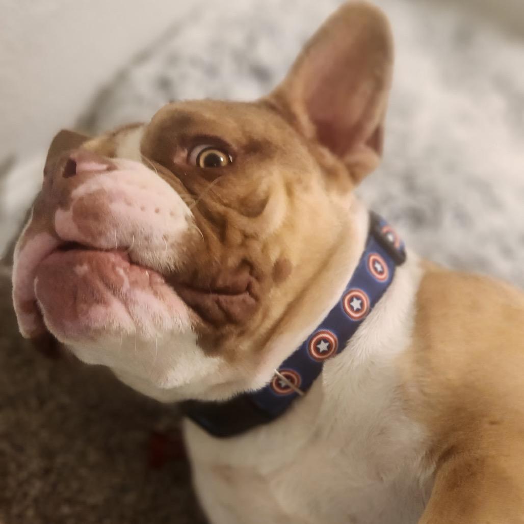 Sir Loin, Adoptable, Adult Male French Bulldog & English Bulldog.