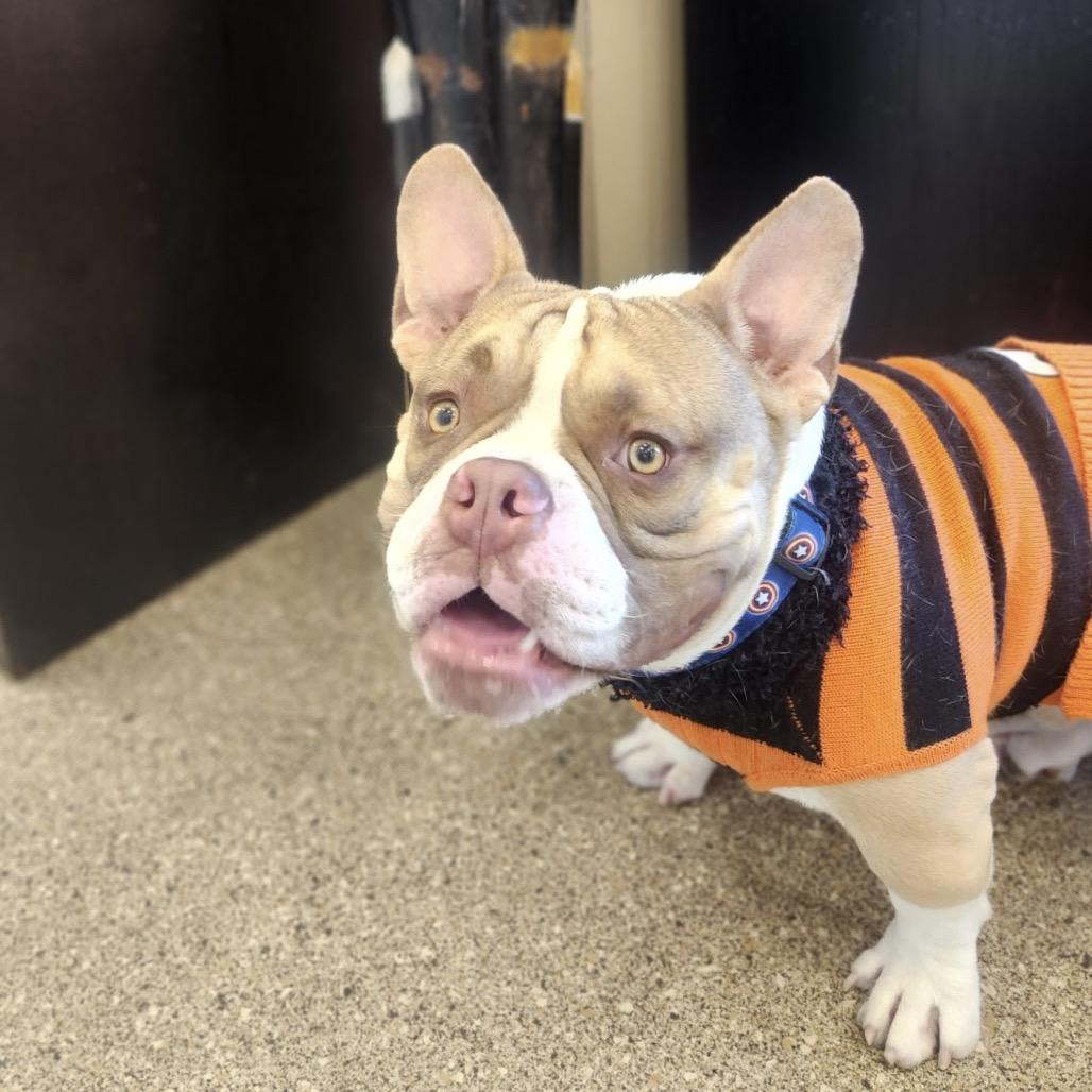 Sir Loin, Adoptable, Adult Male French Bulldog & English Bulldog.