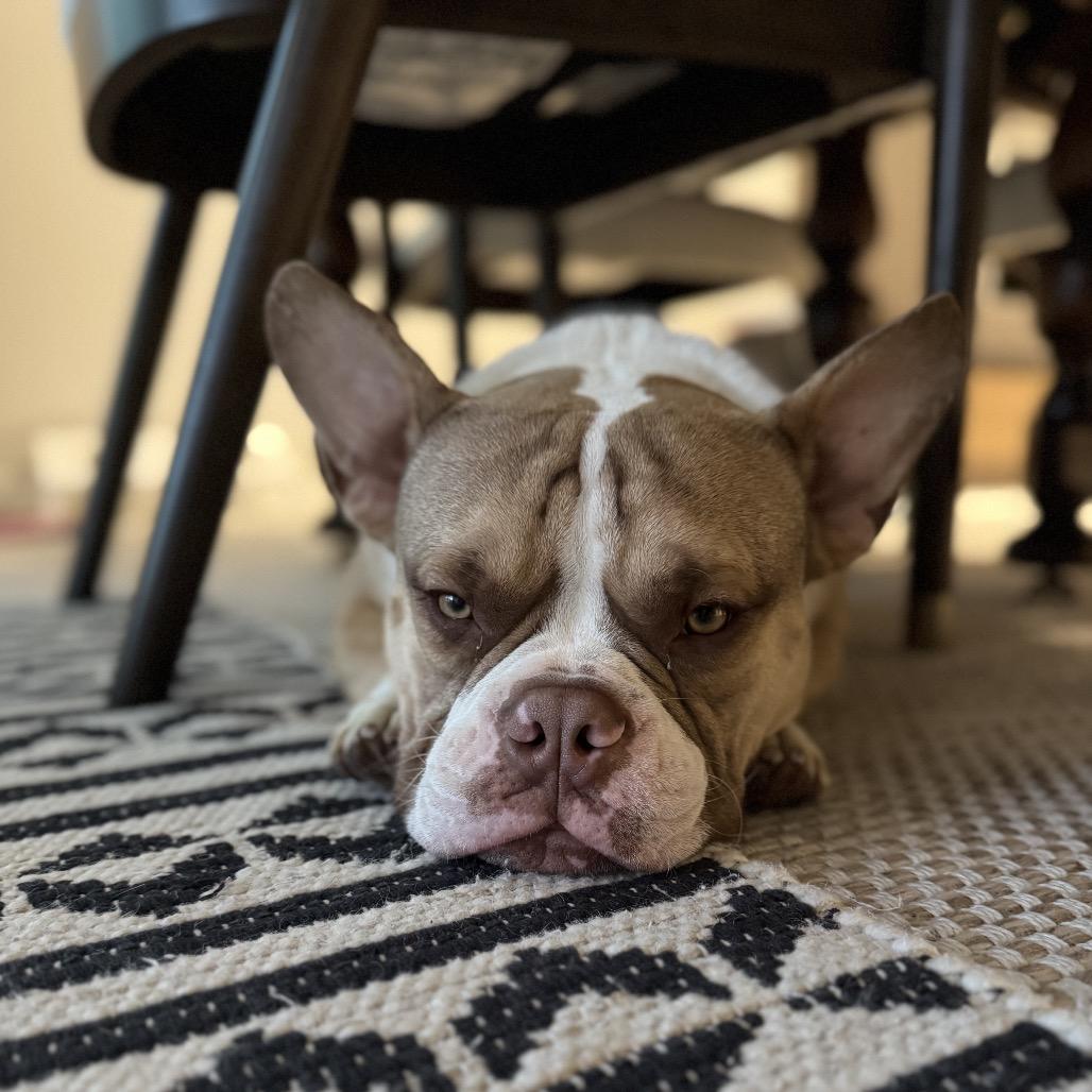 Enlarge Sir Loin, a Adoptable mixed breed in Phoenix, AZ image 5/6