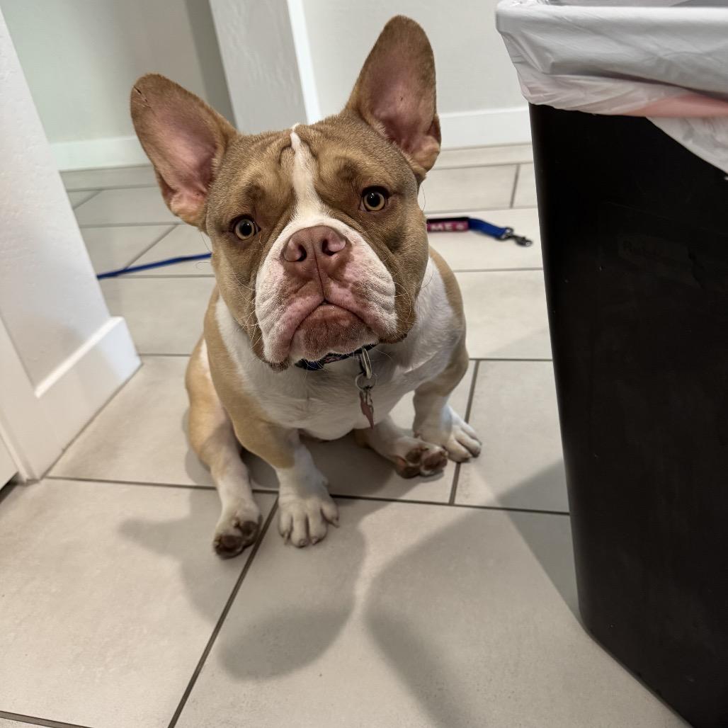 Enlarge Sir Loin, a Adoptable mixed breed in Phoenix, AZ image 6/6