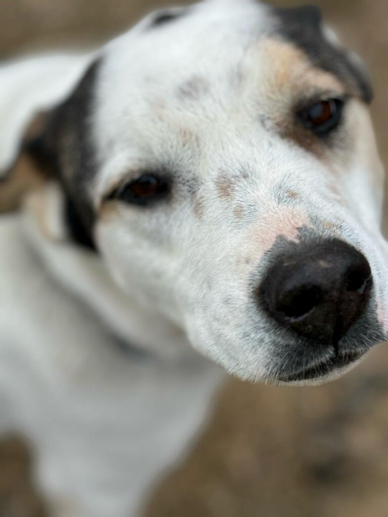 Enlarge Bless, a Adoptable mixed breed in Marengo, IL image 1/8