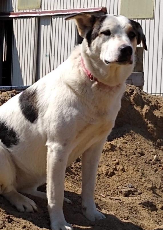 Enlarge Bless, a Adoptable mixed breed in Marengo, IL image 2/8