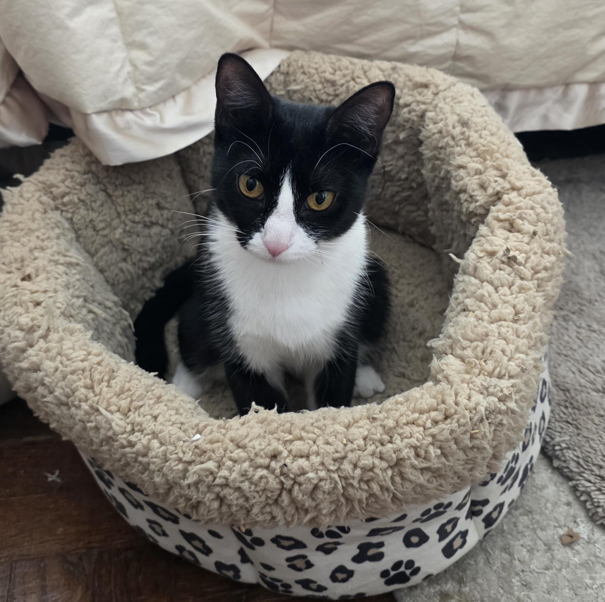 Moppet/Mittens, ADOPTABLE, Young Female Domestic Short Hair.
