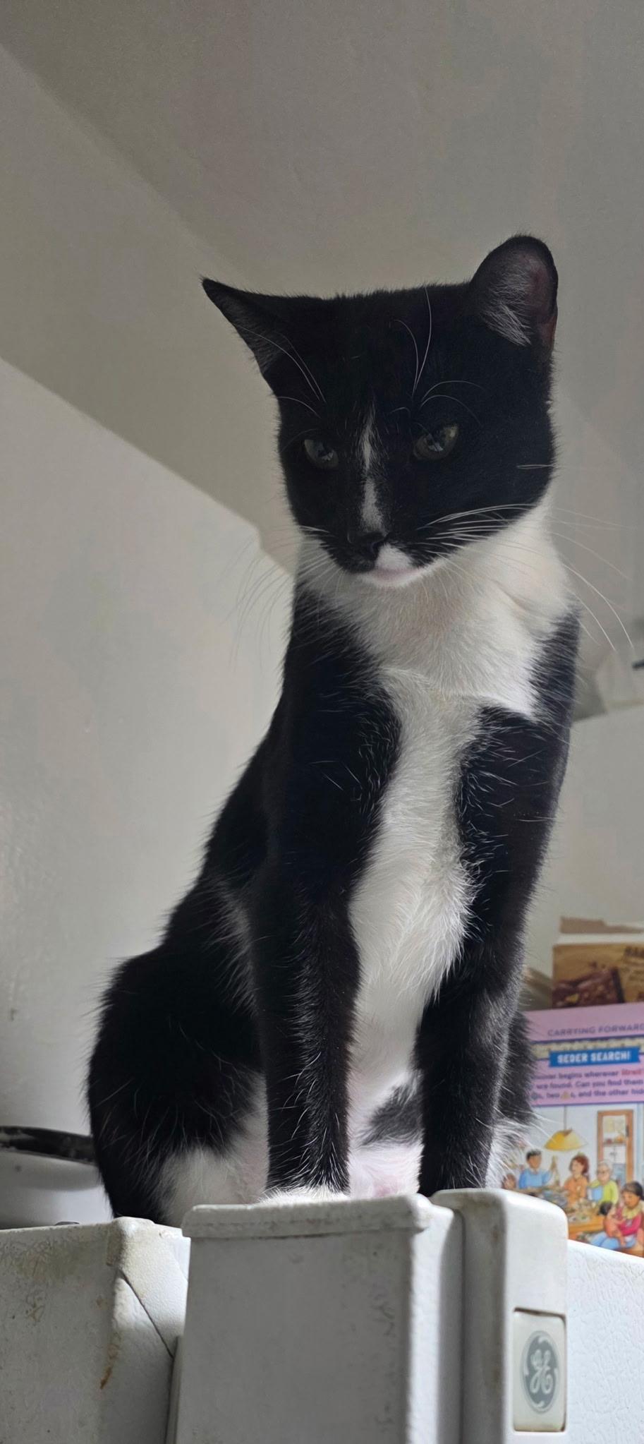 Moppet/Mittens, a ADOPTABLE Domestic Short Hair in New York, NY image 3/5