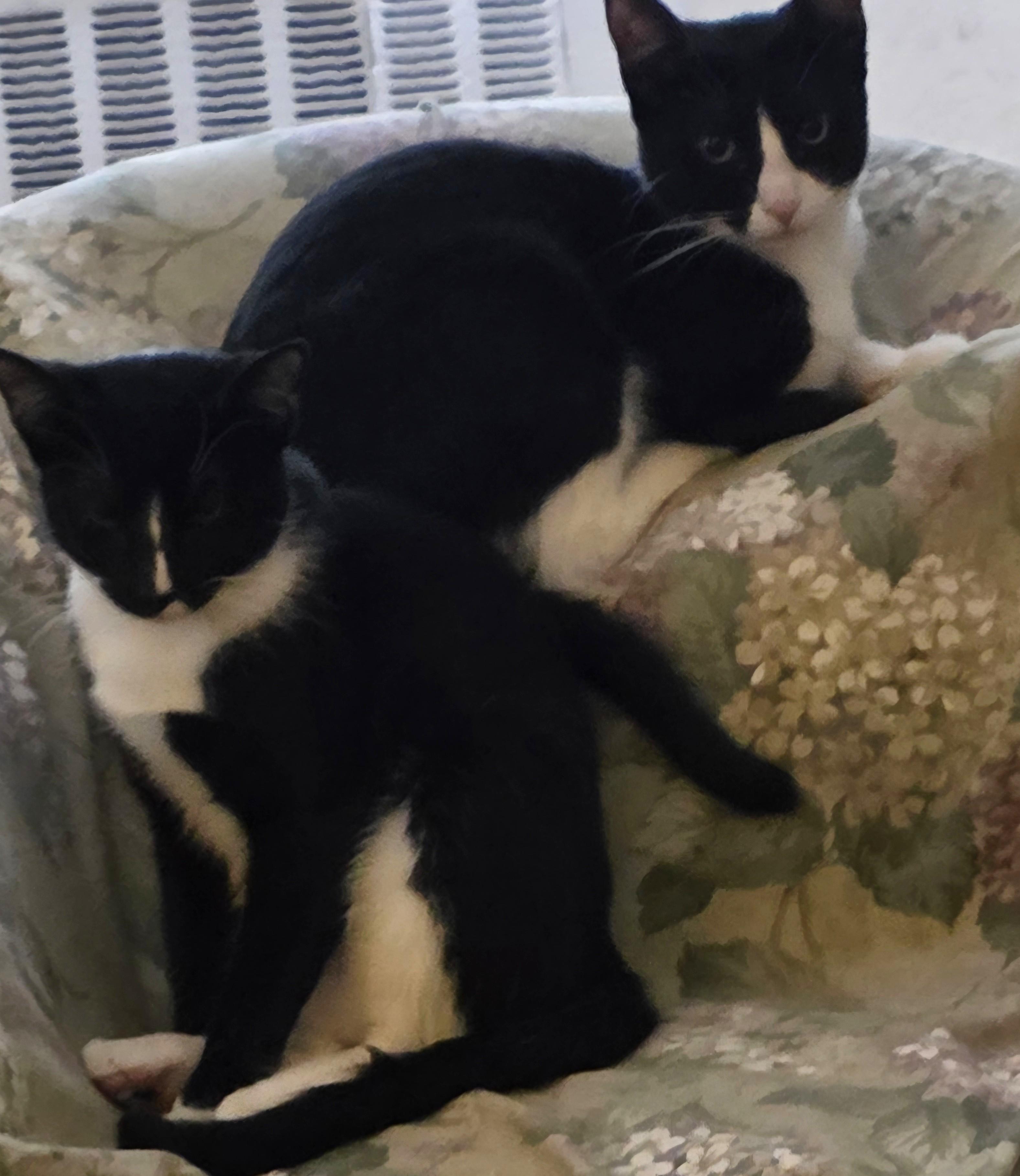 Moppet/Mittens, a ADOPTABLE Domestic Short Hair in New York, NY image 2/5