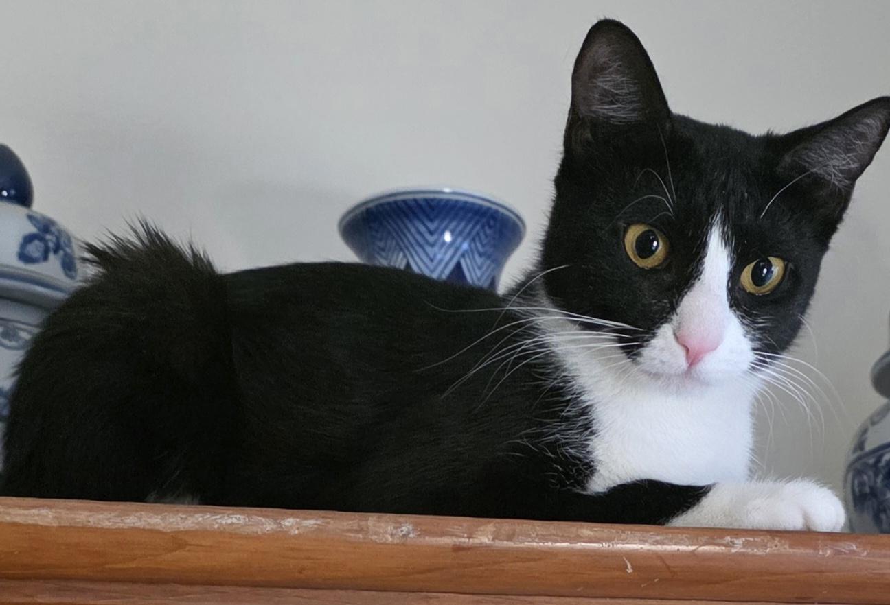 Moppet/Mittens, a ADOPTABLE Domestic Short Hair in New York, NY image 4/5