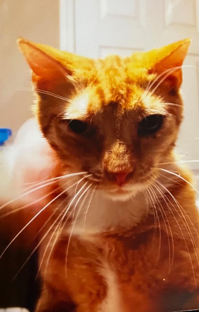 Enlarge Mango, a Adoptable mixed breed in Marianna, FL image 1/1