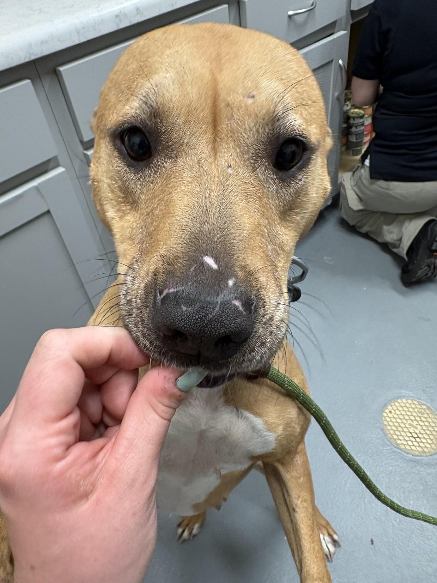Enlarge Josie, a ADOPTABLE mixed breed in Ashland, VA image 2/5