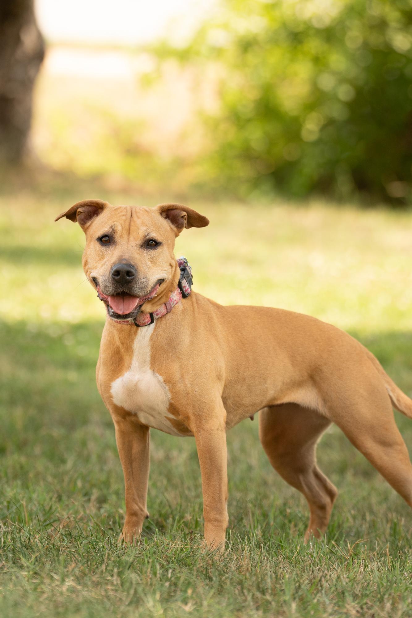 Enlarge Josie, a ADOPTABLE mixed breed in Ashland, VA image 2/5