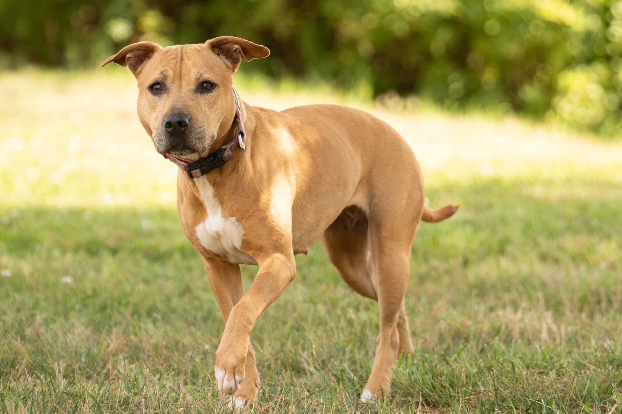 Enlarge Josie, a ADOPTABLE mixed breed in Ashland, VA image 3/5