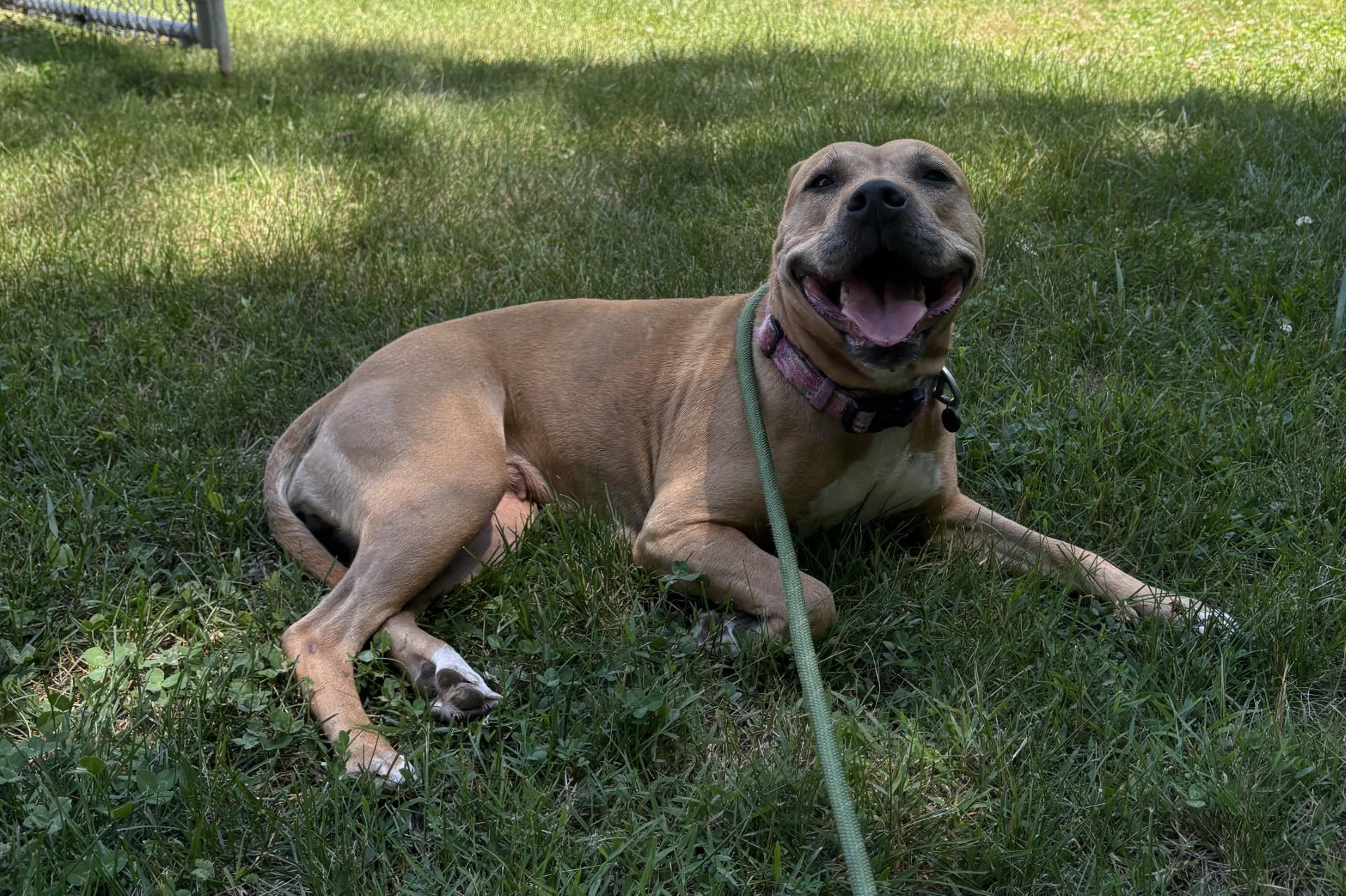 Josie, ADOPTABLE, Adult Female Pit Bull Terrier.