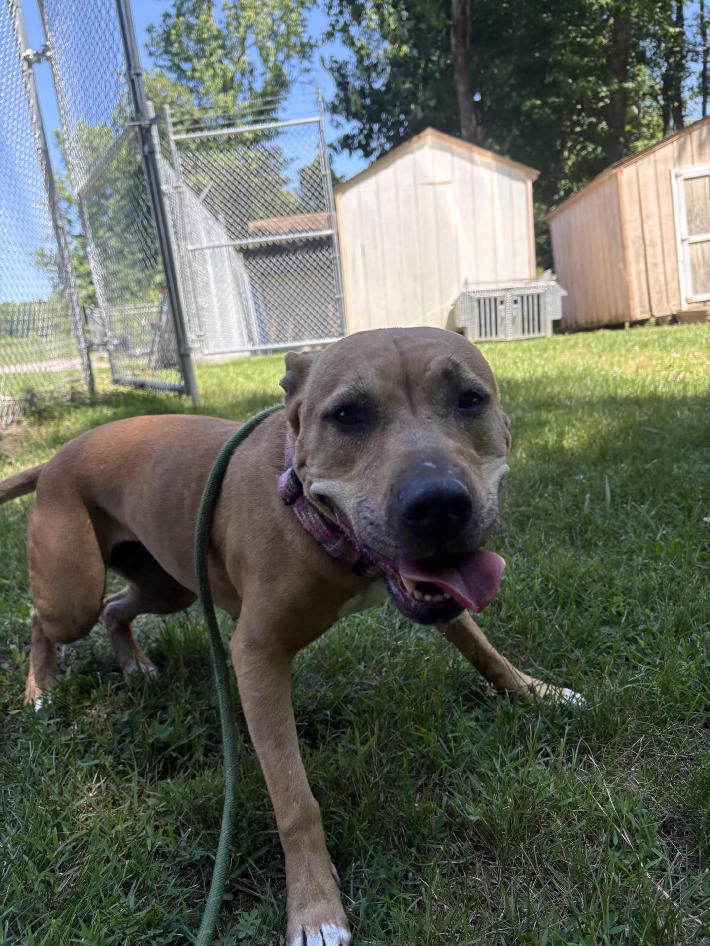 Enlarge Josie, a ADOPTABLE mixed breed in Ashland, VA image 5/5