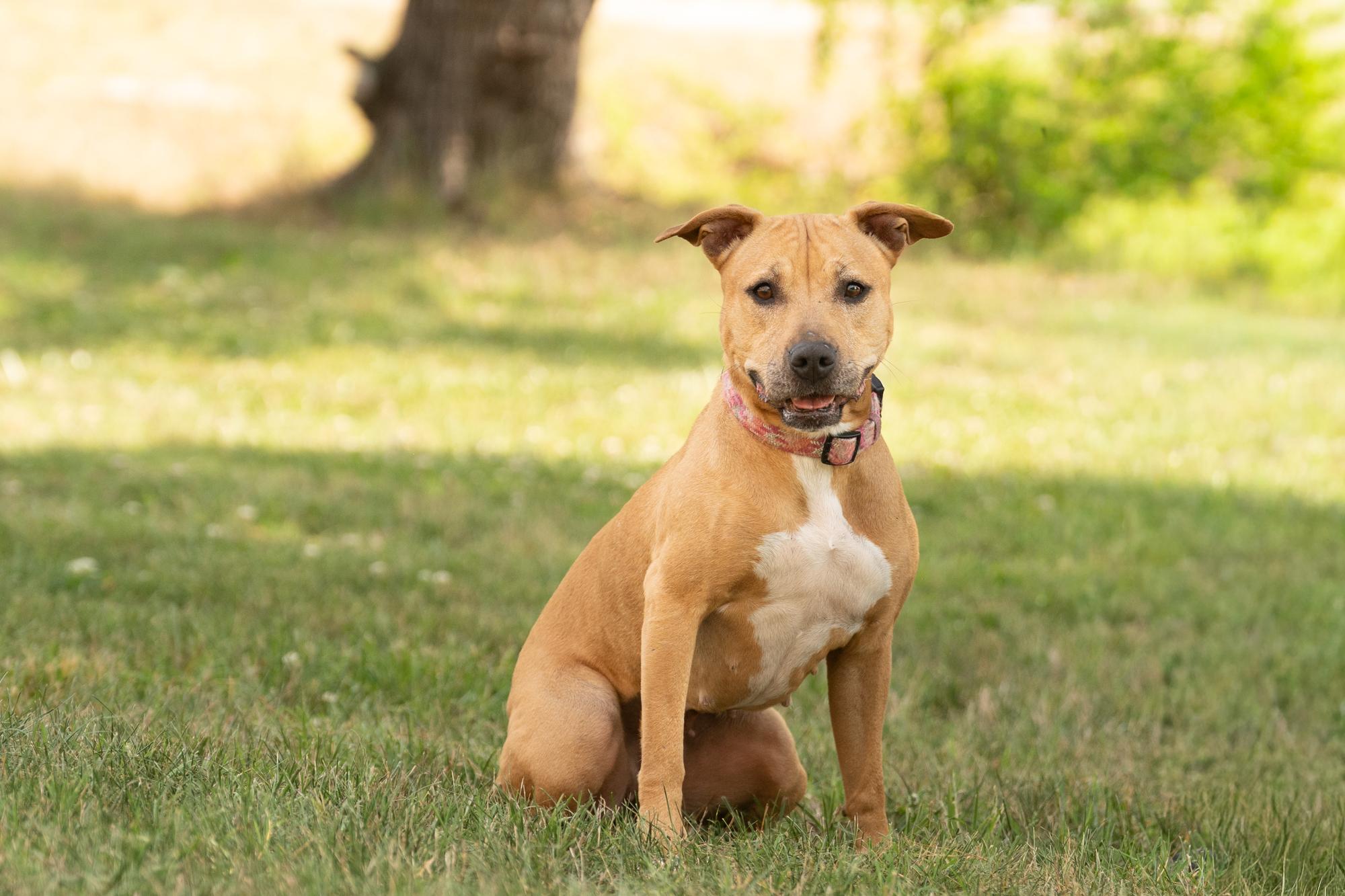 Enlarge Josie, a ADOPTABLE mixed breed in Ashland, VA image 4/5