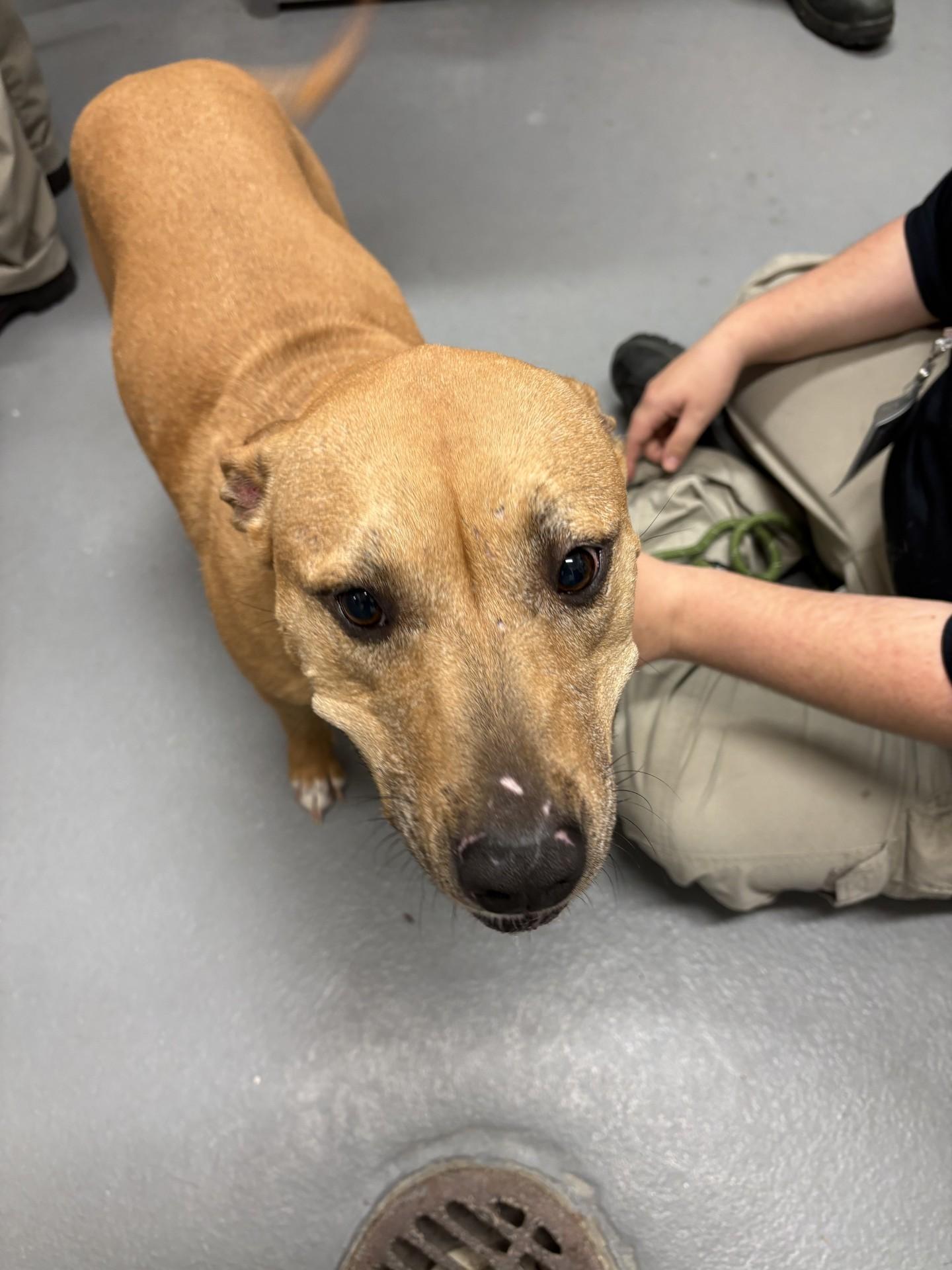 Enlarge Josie, a ADOPTABLE mixed breed in Ashland, VA image 3/5