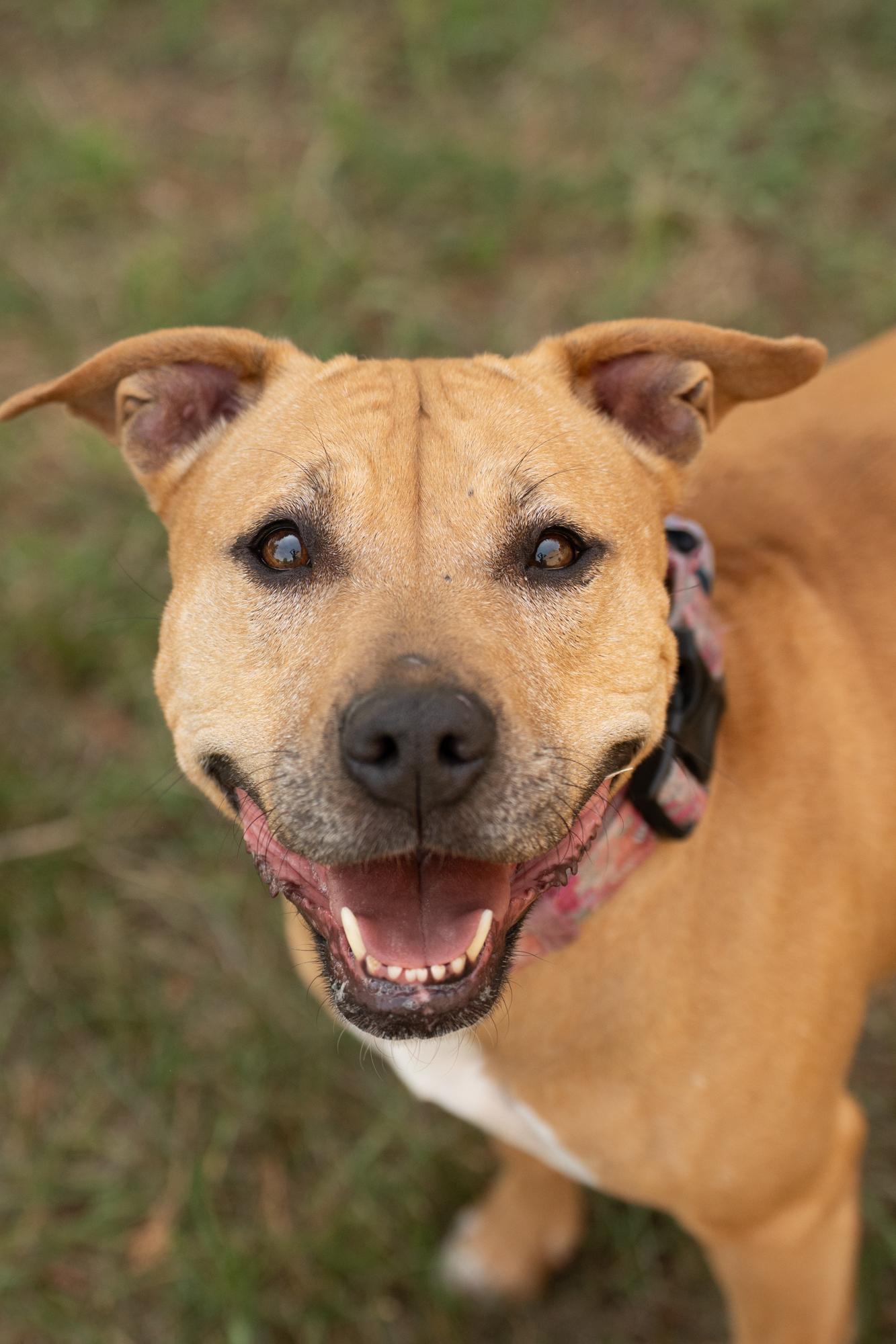 Enlarge Josie, a ADOPTABLE mixed breed in Ashland, VA image 1/5