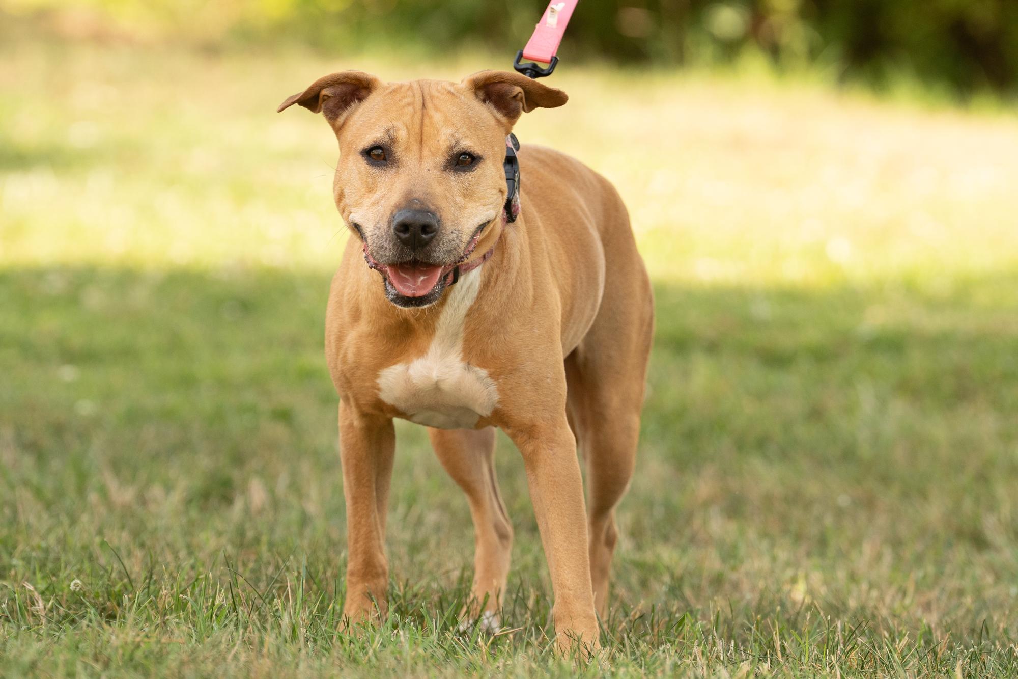 Enlarge Josie, a ADOPTABLE mixed breed in Ashland, VA image 5/5