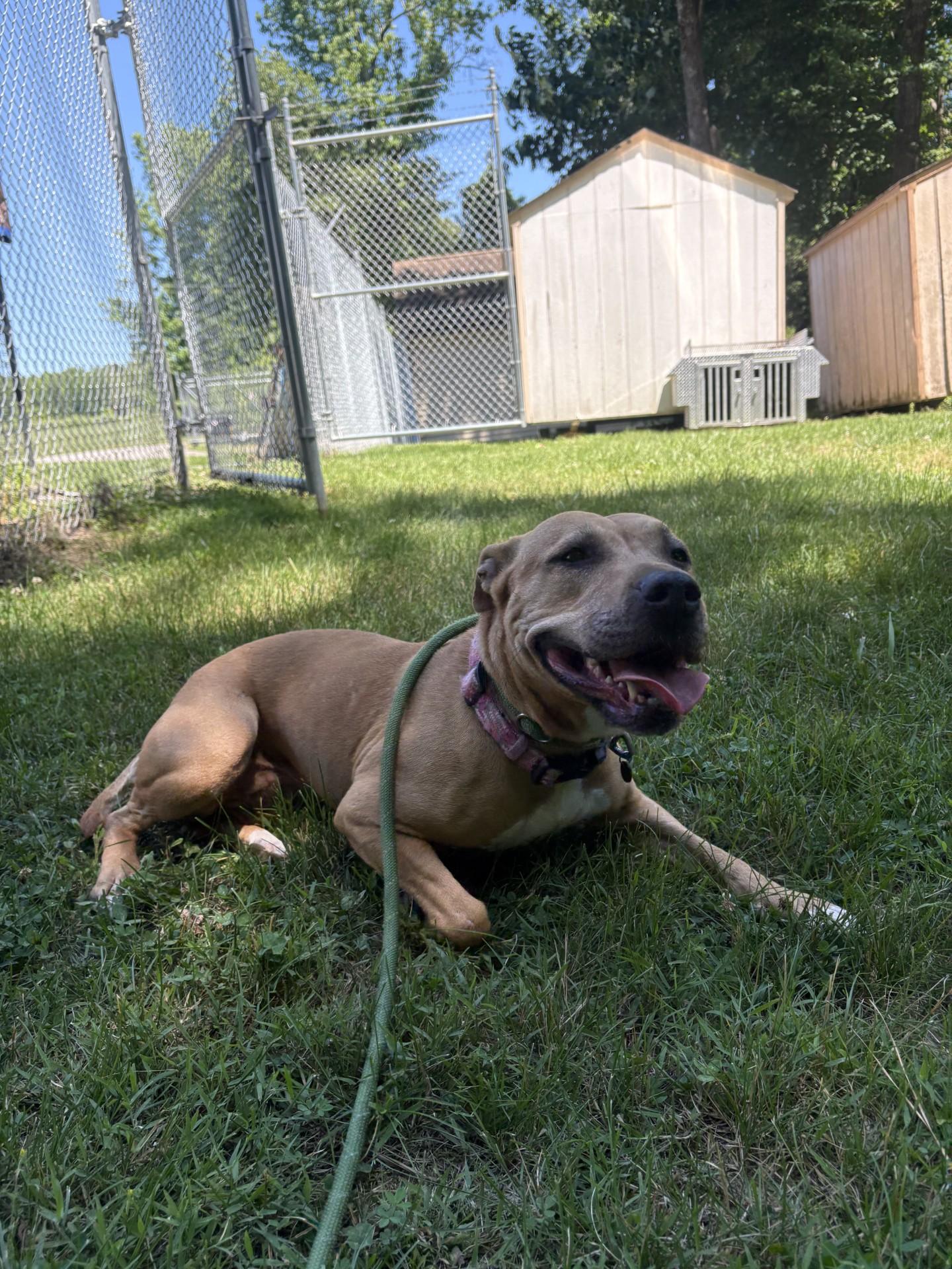 Enlarge Josie, a ADOPTABLE mixed breed in Ashland, VA image 4/5
