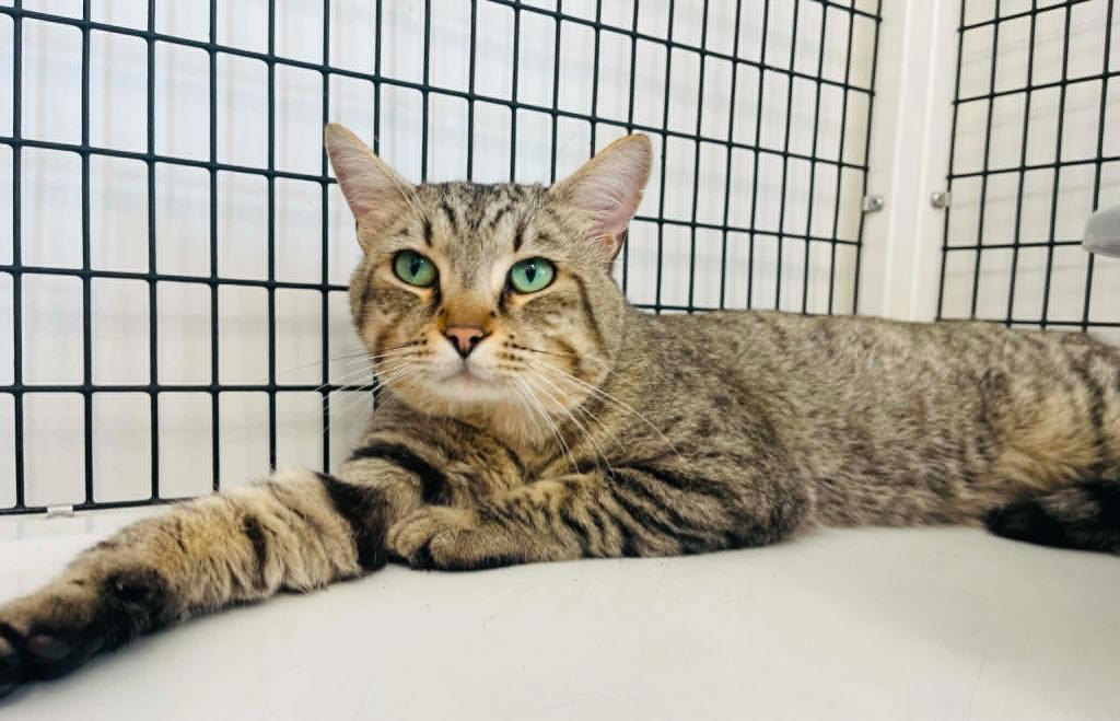 Albert, Adoptable, Adult Male Domestic Medium Hair.