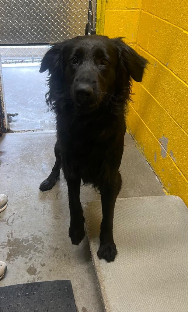 Charlie, Adoptable, Adult Male Retriever.