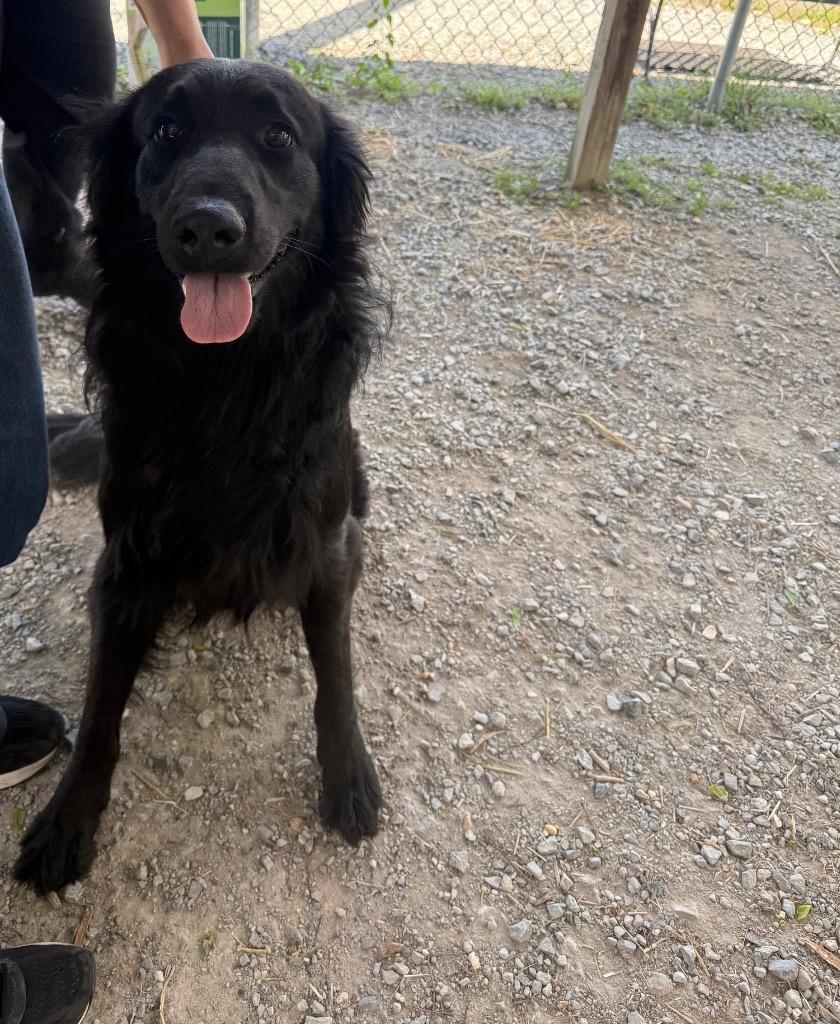 Enlarge Charlie, a Adoptable mixed breed in Murray, KY image 2/2