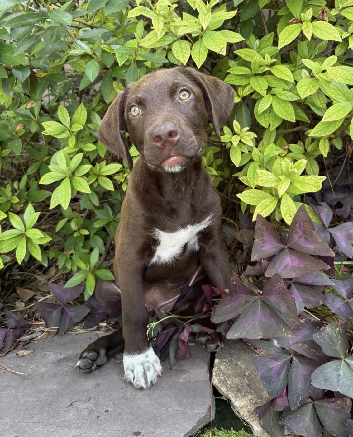 Tux, ADOPTABLE, Young Male Chocolate Labrador Retriever.
