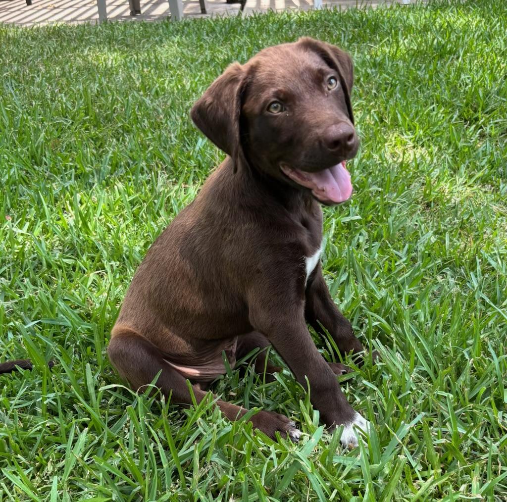 Tux, a ADOPTABLE mixed breed in Cypress, TX image 5/5