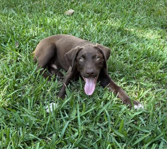 Tux, a ADOPTABLE mixed breed in Cypress, TX image 2/5