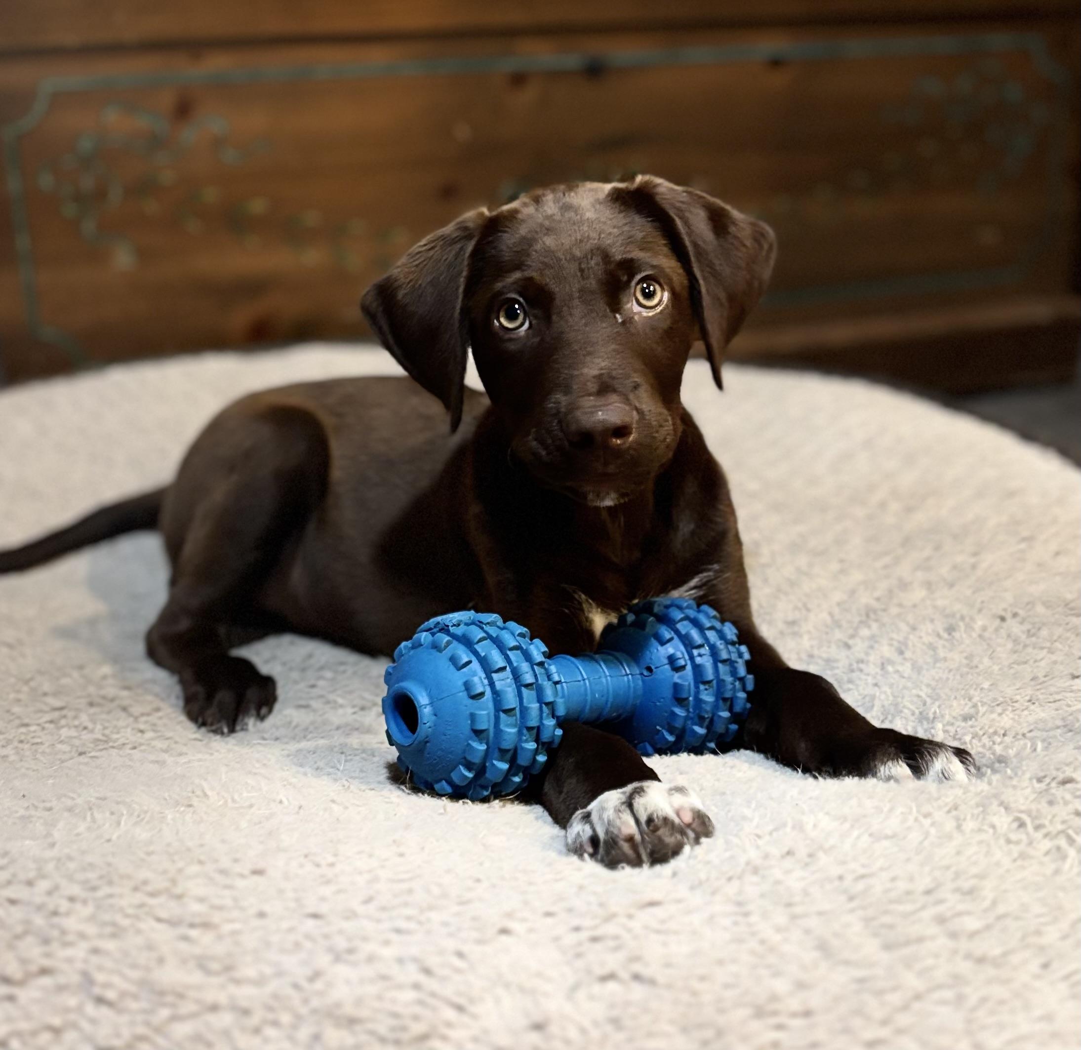 Tux, a ADOPTABLE mixed breed in Cypress, TX image 3/5