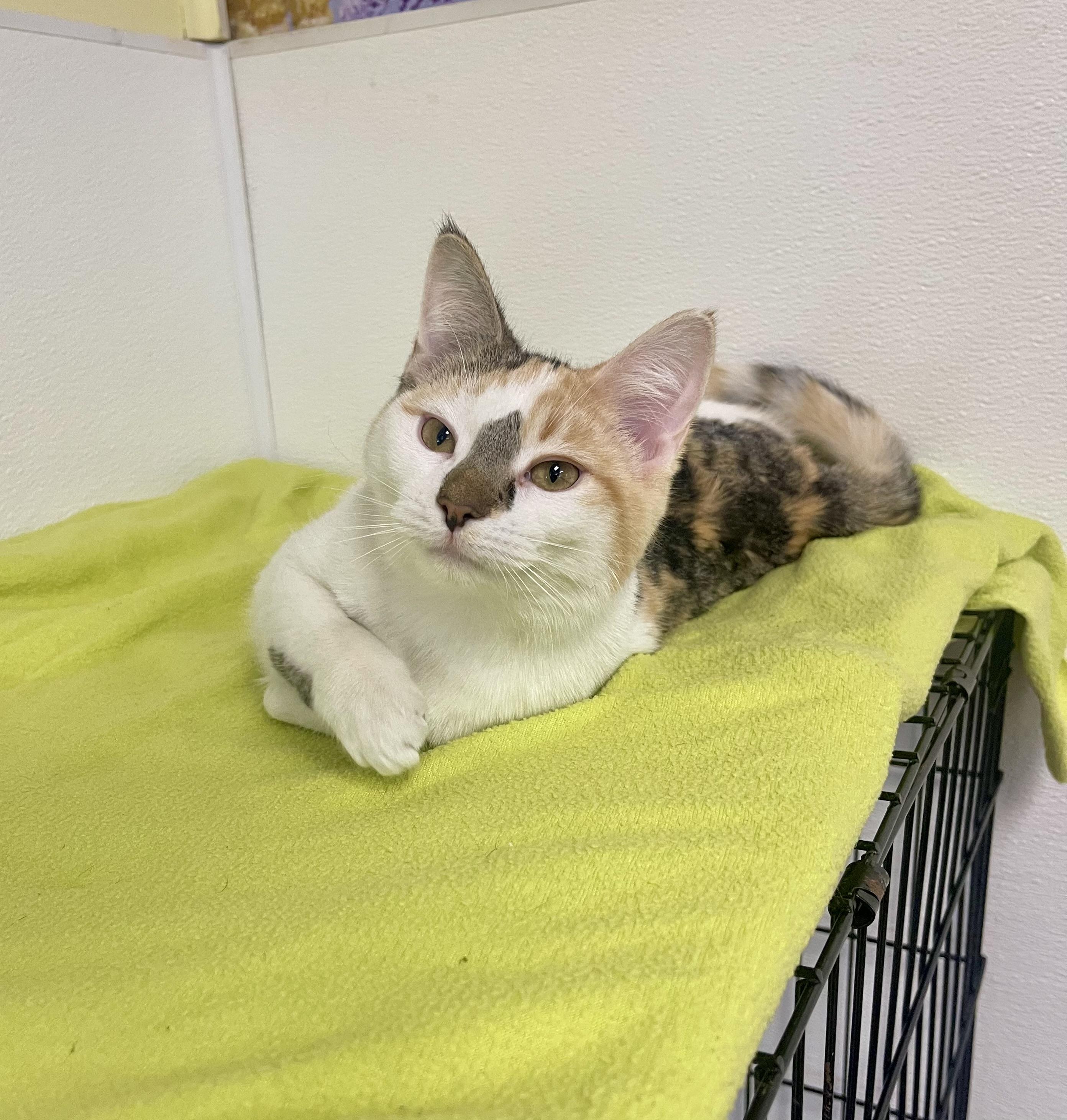 Soleil, an adopted mixed breed in Battle Creek, MI image 1/3