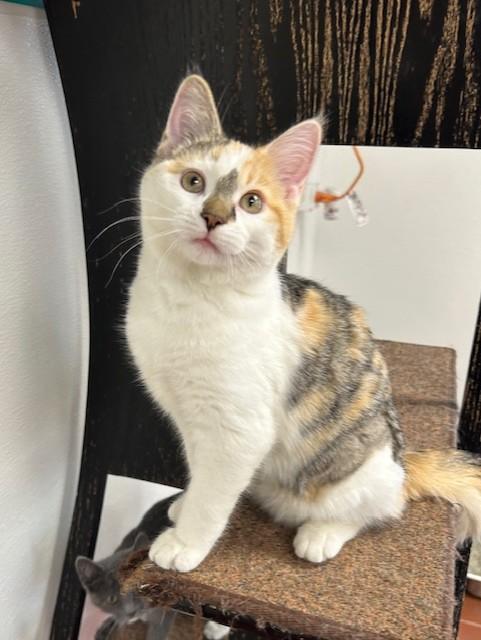 Soleil, an adopted mixed breed in Battle Creek, MI image 2/3