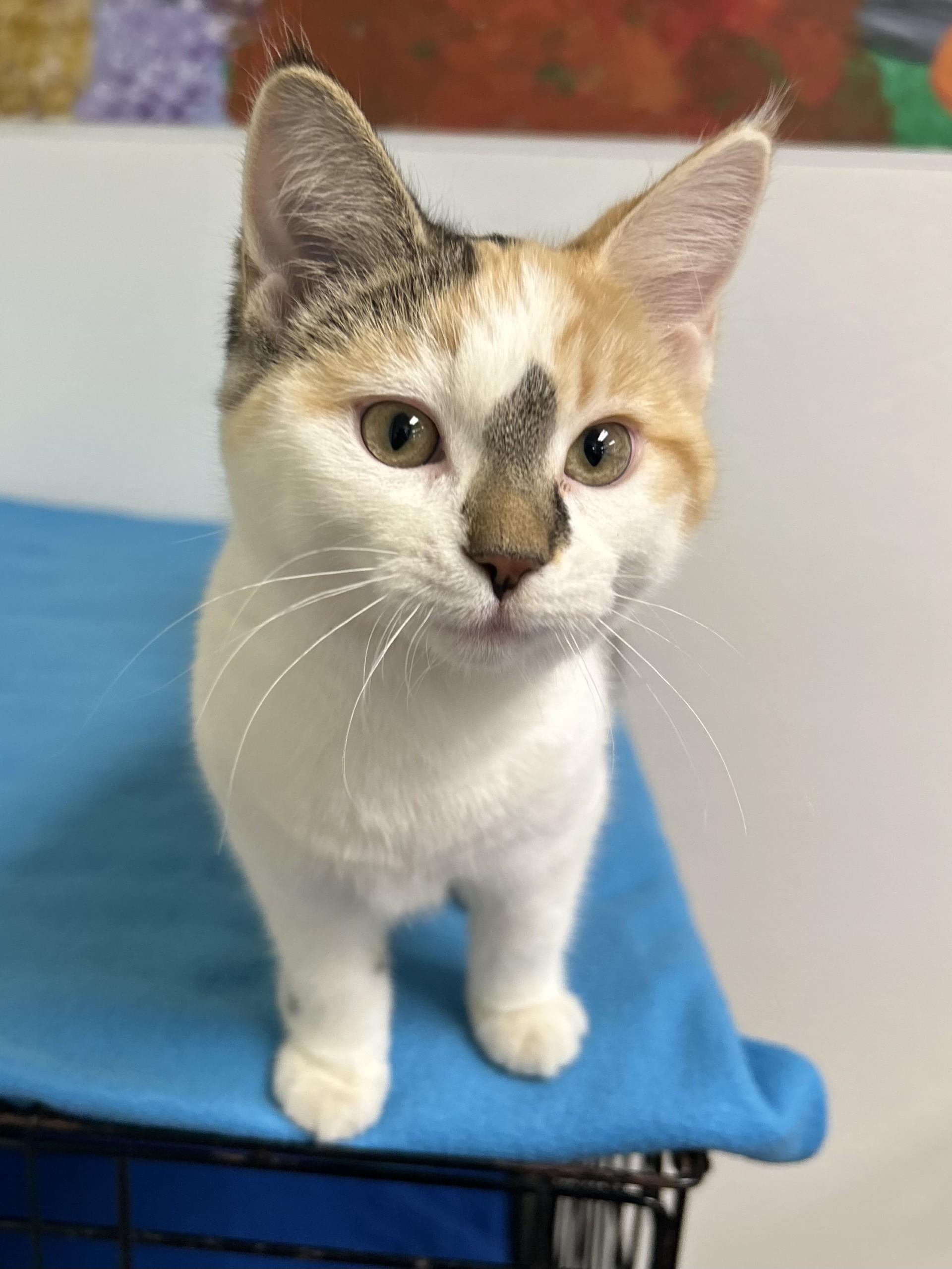 Soleil, an adopted mixed breed in Battle Creek, MI image 3/3