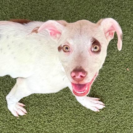 Ringo — thumbnail 2