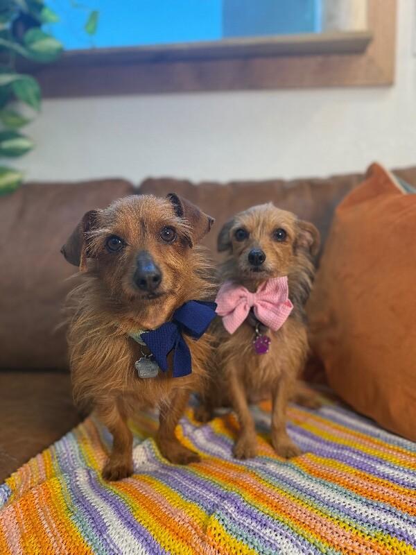 Austin Happyheart Wigglesnout McTreats — thumbnail 2