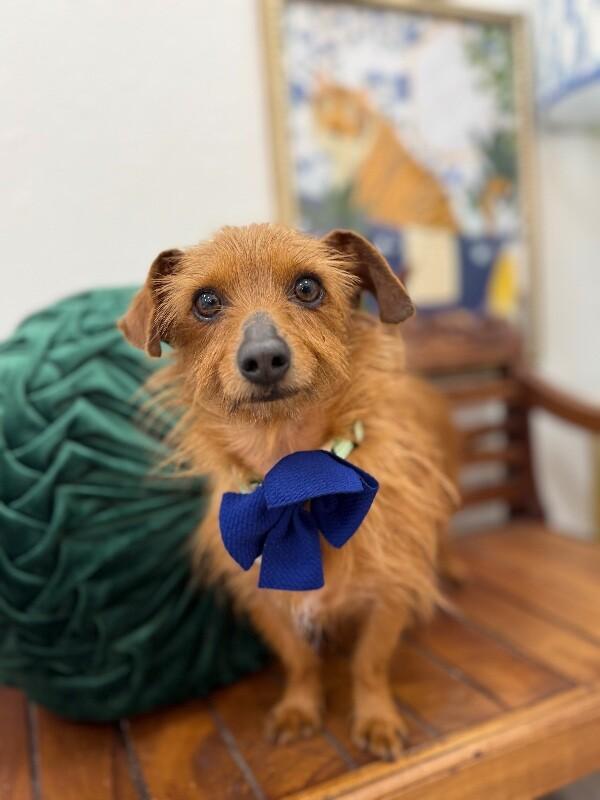 Austin Happyheart Wigglesnout McTreats — thumbnail 3