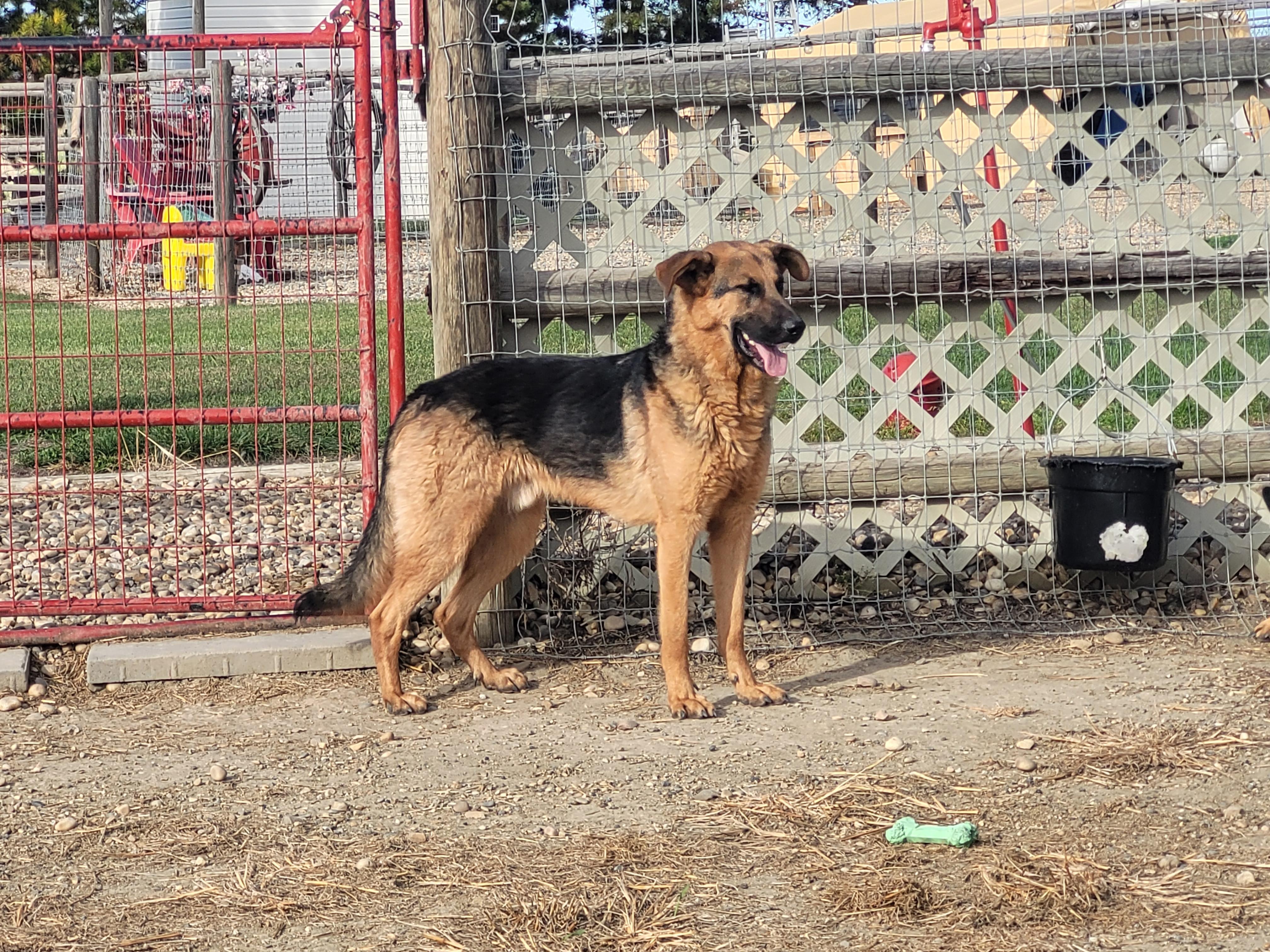 Yeti, Adoptable, Adult Male German Shepherd Dog.