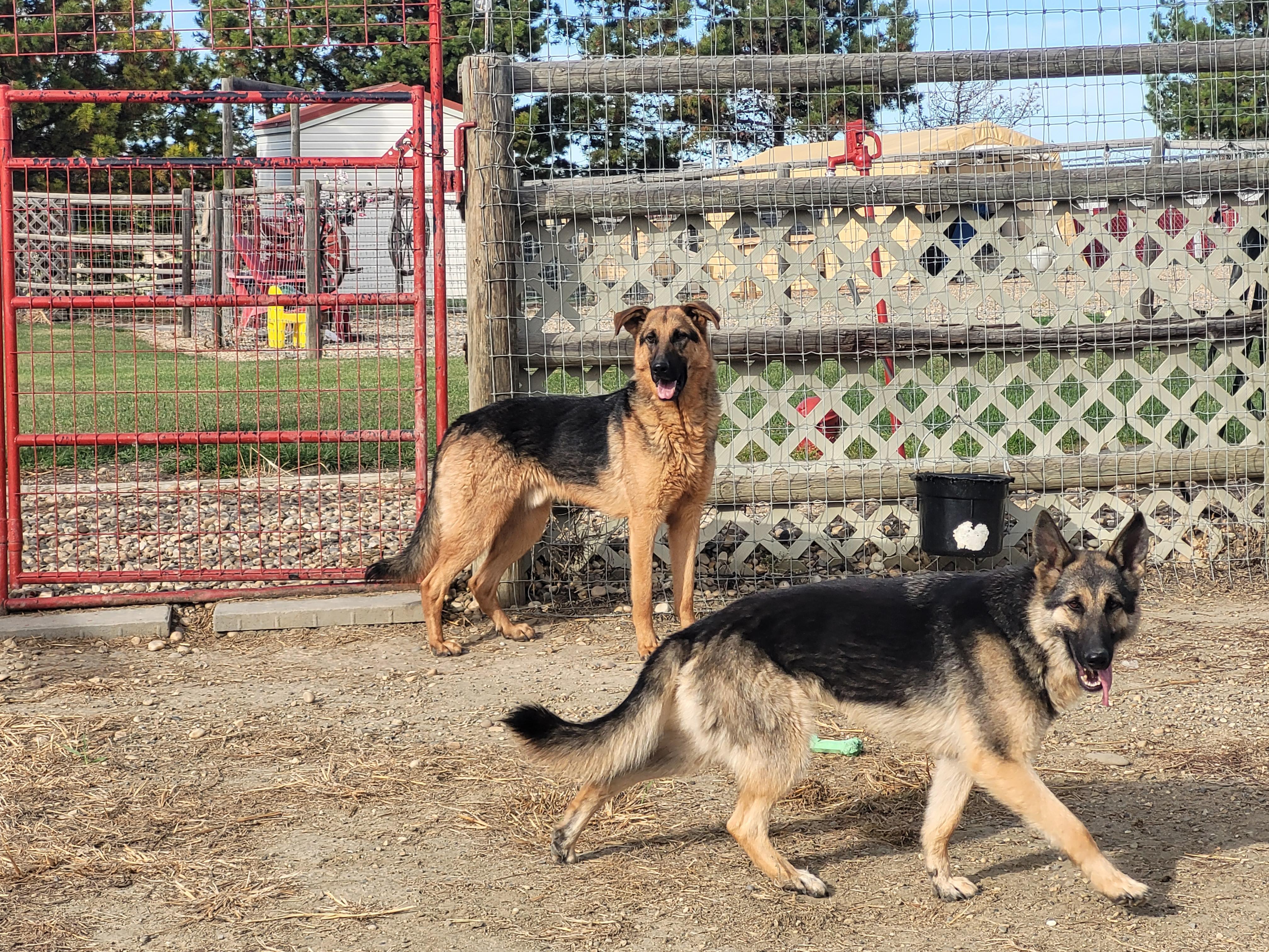 Enlarge Yeti, a Adoptable German Shepherd Dog in Lacombe, AB image 2/2