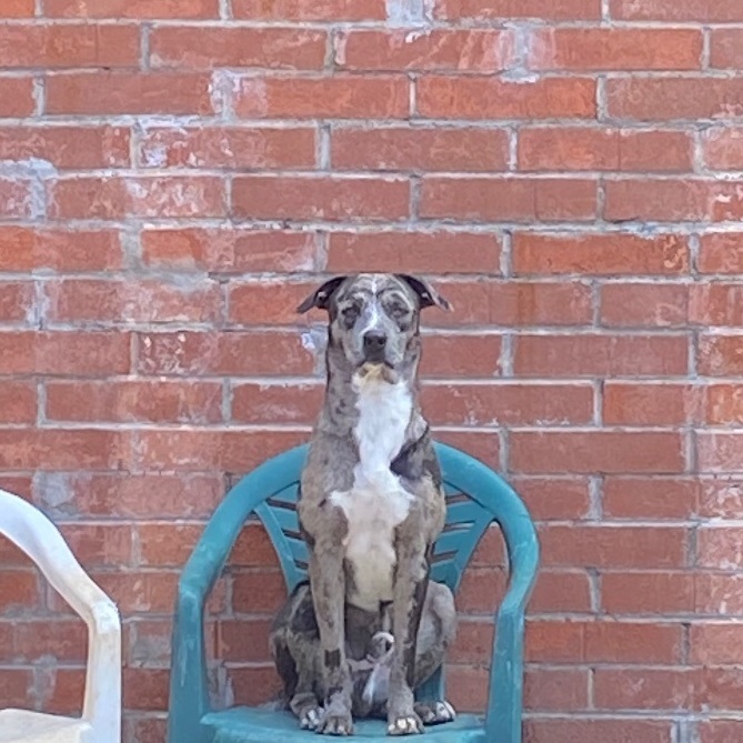 Enlarge FOSTER, a Adoptable mixed breed in Shawnee, OK image 7/9