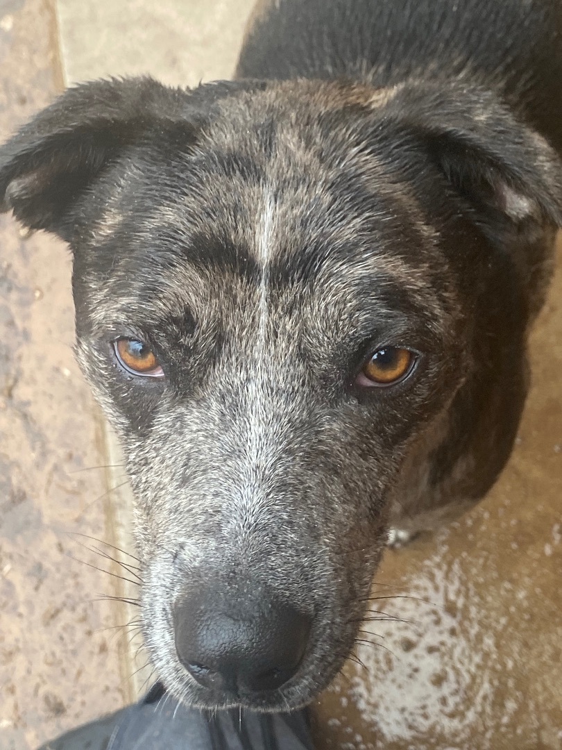 Enlarge FOSTER, a Adoptable mixed breed in Shawnee, OK image 1/9