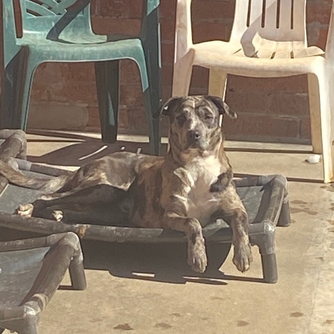 Enlarge FOSTER, a Adoptable mixed breed in Shawnee, OK image 8/9