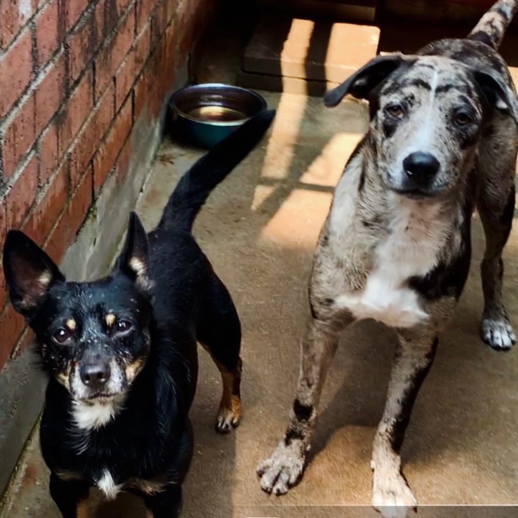 Enlarge FOSTER, a Adoptable mixed breed in Shawnee, OK image 9/9