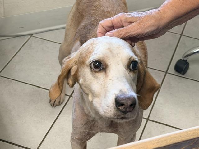 Enlarge Gutter Ball, a Adoptable mixed breed in Dinwiddie, VA image 2/3