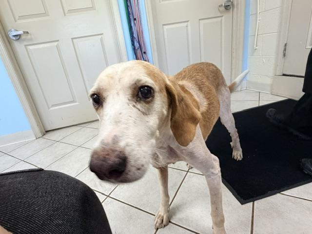 Gutter Ball, Adoptable, Senior Male American Foxhound.