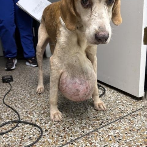 Enlarge Gutter Ball, a Adoptable mixed breed in Dinwiddie, VA image 3/3