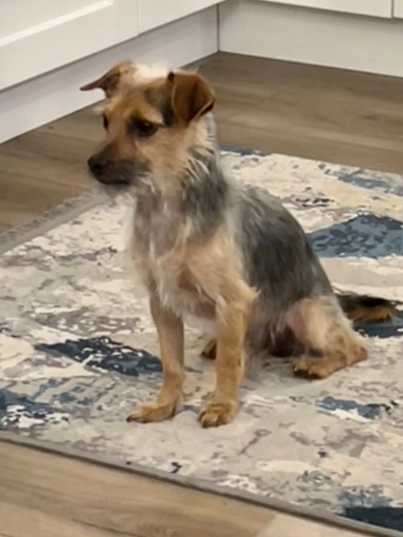 Benny, Adopted, Adult Male Terrier.