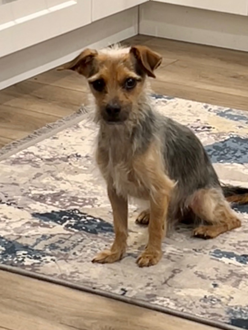 Enlarge Benny, a Adopted mixed breed in Surrey, BC image 2/4