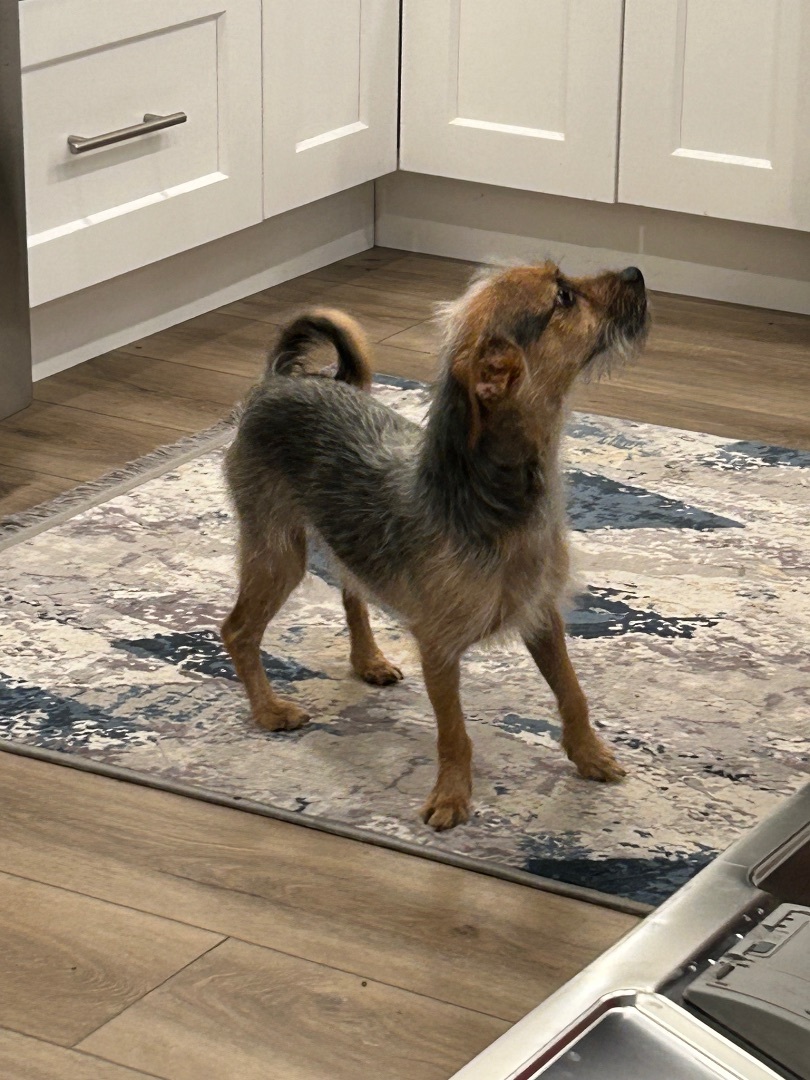 Enlarge Benny, a Adopted mixed breed in Surrey, BC image 3/4