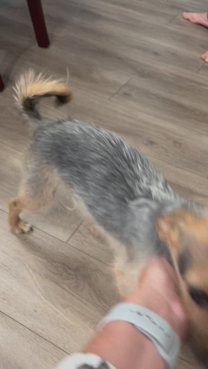 Enlarge Benny, a Adopted mixed breed in Surrey, BC video 4/4