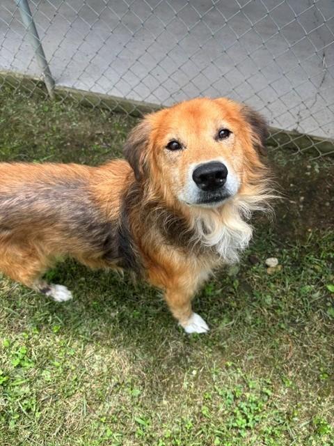 Wookie, ADOPTABLE, Senior Male Golden Retriever.